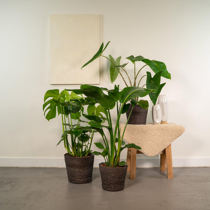 Kamerplant set 3 stuks - Monstera Deliciosa, Alocasia Zebrina & Strelitzia Nicolai