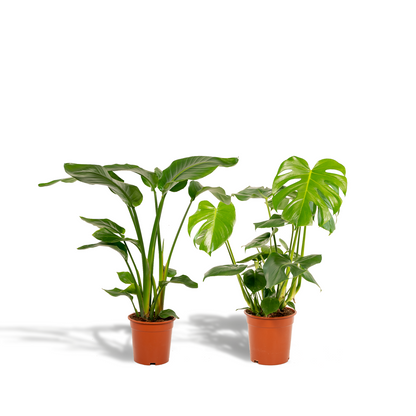 Kamerplant - Strelitzia Nicolai ↕ 85cm + Monstera Deliciosa ↕ 75cm - Pot Ø 19-21cm