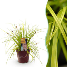 Buitenplant - Carex oshimensis Everillo - Winterhard - Pot Ø 17cm Hoogte ↕ 50cm