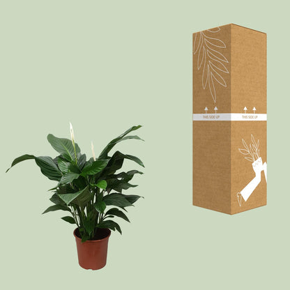 Kamerplant - Spathiphyllum Sweet Silvana - Pot Ø 24cm Hoogte ↕ 80cm