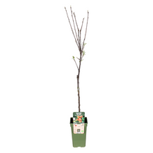 Buitenplant - Malus Domestica Elstar - Appel - Pot Ø 19cm Hoogte ↕ 60cm
