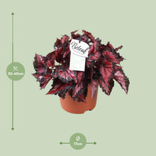 Kamerplant - Begonia Beleaf Inca Night - Pot Ø 17cm Hoogte ↕ 35cm