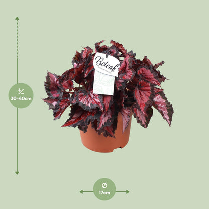 Kamerplant - Begonia Beleaf Inca Night - Pot Ø 17cm Hoogte ↕ 35cm