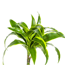 Kamerplant - Dracaena Deremensis Dorado - Pot Ø 19cm Hoogte ↕ 70-90cm