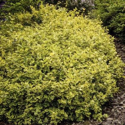 Buitenplant 24x Euonymus fort. 'Emerald 'n Gold' - Groenblijvend - Pot Ø 9cm Hoogte ↕ 10-25cm