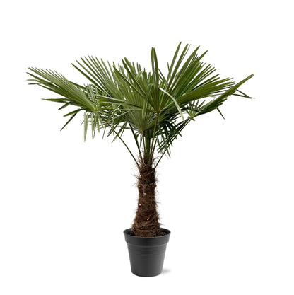 XL plant - Trachycarpus fortunei - Winterhard - Pot Ø 45cm Hoogte ↕ 220-240cm