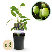 Buitenplant 2x Actinidia arguta 'Issai' - Fruitplant - Pot Ø 11cm Hoogte ↕ 40cm