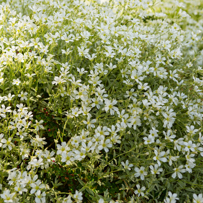 Buitenplant 60x Cerastium tomentosum - Bloeiend - Pot Ø 9cm Hoogte ↕ 10-25cm