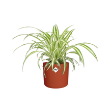 Kamerplant - Chlorophytum Comosum Variegatum - Pot Ø 14cm