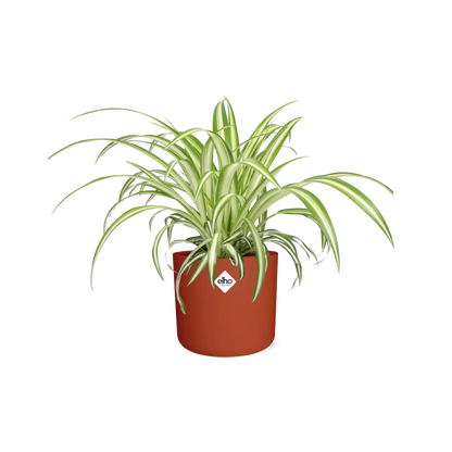 Kamerplant - Chlorophytum Comosum Variegatum - Pot Ø 14cm