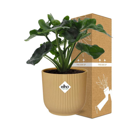 Kamerplant - Philodendron Atom - Pot Ø 14cm