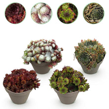 Buitenplant 4x Sempervivum Big Sam - Winterhard - Pot Ø 14cm Hoogte ↕ 17cm