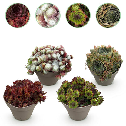 Buitenplant 4x Sempervivum Big Sam - Winterhard - Pot Ø 14cm Hoogte ↕ 17cm