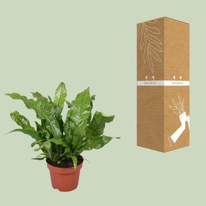 Kamerplant - Microsorum Crocodyllus - Pot Ø 12cm Hoogte ↕ 30cm