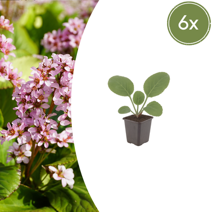 Buitenplant 6x Bergenia cordifolia - Pot Ø 9cm Hoogte ↕ 10-25cm