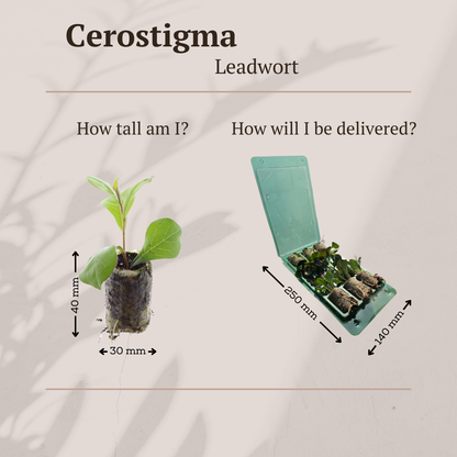 Buitenplant 6x Ceratostigma - Bloeiend - Stekpluggen