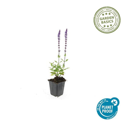 Buitenplant 48x Salvia nem. 'Caradonna' - Bloeiend - Pot Ø 9cm Hoogte ↕ 10-25cm