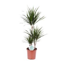 XL kamerplant - Dracaena Marginata - Pot Ø 21cm Hoogte ↕ 115cm