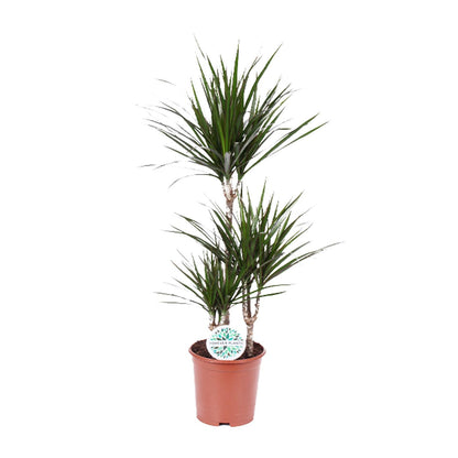 XL kamerplant - Dracaena Marginata - Pot Ø 21cm Hoogte ↕ 115cm