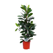 XL kamerplant - Ficus Cyathistipula - Pot Ø 21cm Hoogte ↕ 105cm