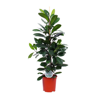 XL kamerplant - Ficus Cyathistipula - Pot Ø 21cm Hoogte ↕ 105cm
