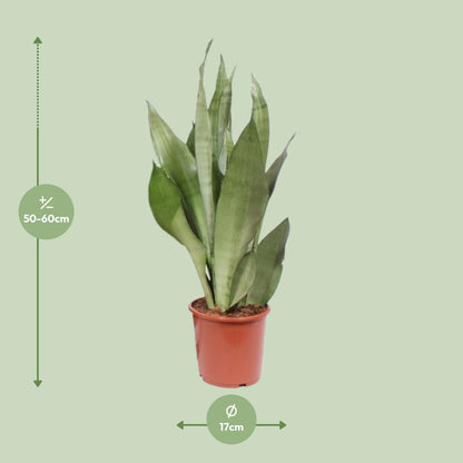 Kamerplant - Sansevieria Moonshine - Pot Ø 17cm Hoogte ↕ 60cm