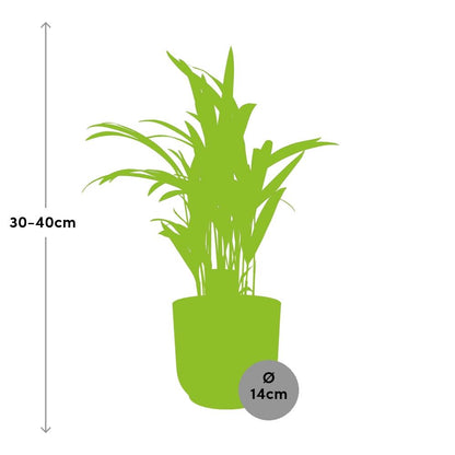 Kamerplant - Dypsis Lutescens (Areca Palm) - Hoogte ↕ 12-230cm