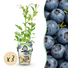 Buitenplant 3x Vaccinium corymbosum 'Northland' - Fruitplant Winterhard - Pot Ø 9cm