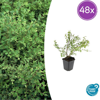 Buitenplant 48x Symphoricarpos ch. 'Hancock' - Pot Ø 9cm Hoogte ↕ 10-25cm