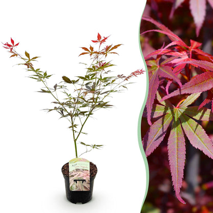 Buitenplant - Acer palmatum 'Sumi-nagashi' - Japanse Esdoorn - Pot Ø 19cm Hoogte ↕ 70cm