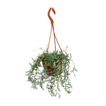 Kamerplant - Senecio Hallianus - Pot Ø 12cm Hoogte ↕ 25cm