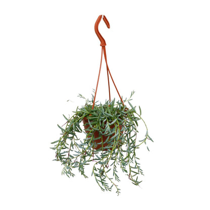 Kamerplant - Senecio Hallianus - Pot Ø 12cm Hoogte ↕ 25cm