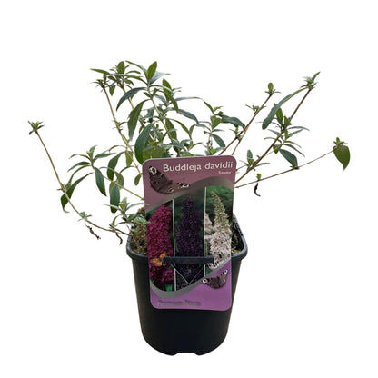 Buitenplant - Buddleja davidii Tricolour - Bloeiend - Pot Ø 17cm Hoogte ↕ 30cm