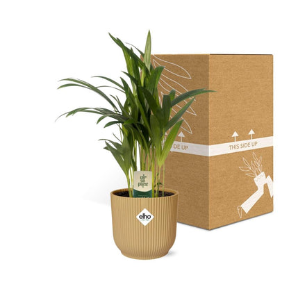 Kamerplant - Dypsis Lutescens (Areca) - Inclusief sierpot - Pot Ø 12cm