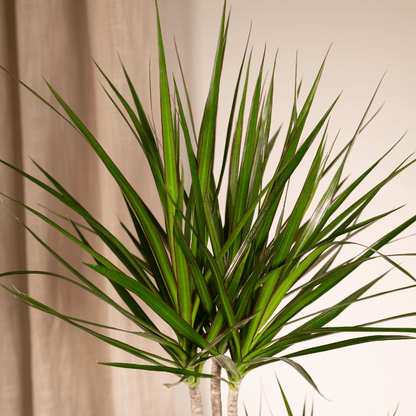 Kamerplant - Dracaena Marginata - Pot Ø 19cm Hoogte ↕ 100cm
