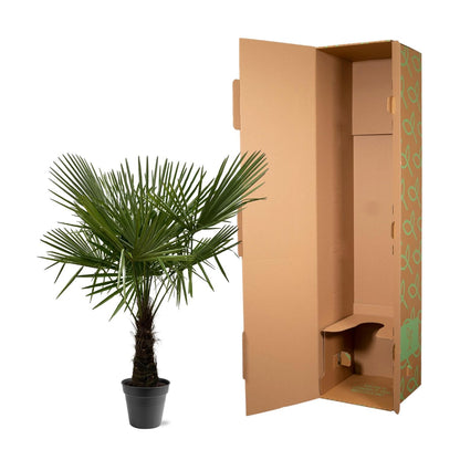 XL plant - Trachycarpus fortunei - Winterhard - Pot Ø 30cm Hoogte ↕ 160-180cm
