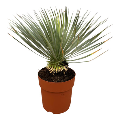 Kamerplant - Yucca Rostrata op stam - Pot Ø 27cm Hoogte ↕ 70cm