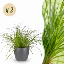Kamerplant 2x Cyperus alternifolius Zumula - Kattengras - Pot Ø 12cm Hoogte ↕ 20cm