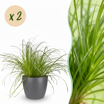 Kamerplant 2x Cyperus alternifolius Zumula - Kattengras - Pot Ø 12cm Hoogte ↕ 20cm