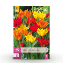 Buitenplant - Tulp Praestans mix - Bloeiend - 25 bollen Bolmaat 8/9