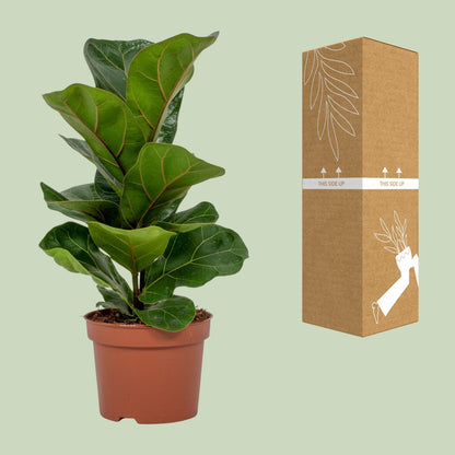 Kamerplant - Ficus Lyrata - Pot Ø 12cm Hoogte ↕ 30cm