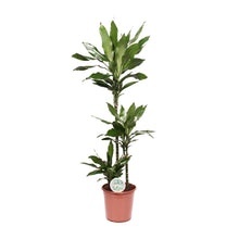 XL kamerplant - Dracaena Janet Lind - Pot Ø 24cm Hoogte ↕ 130cm