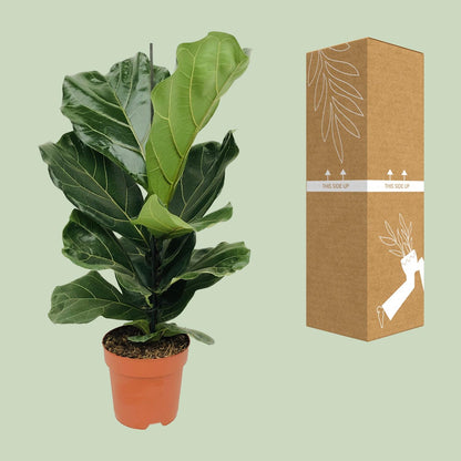 Kamerplant - Ficus Lyrata - Pot Ø 17cm Hoogte ↕ 75cm