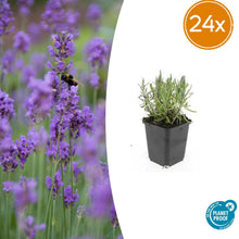 Buitenplant 24x Lavandula ang. 'Munstead' - Bloeiend - Pot Ø 9cm Hoogte ↕ 10-25cm