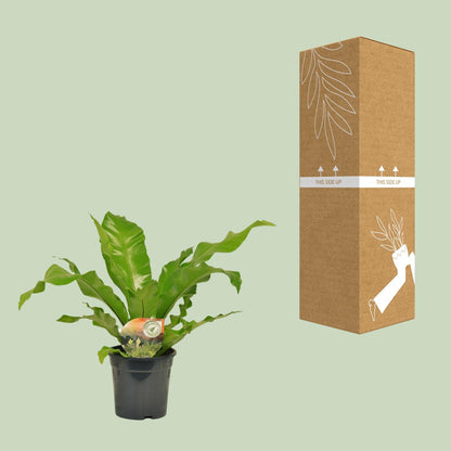 Kamerplant - Asplenium Nidus - Pot Ø 17cm Hoogte ↕ 60cm