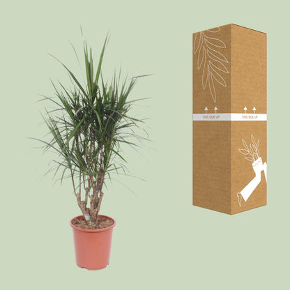XL kamerplant - Dracaena Marginata - Pot Ø 27cm Hoogte ↕ 130cm