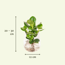 Kamerplant - Clusia in Kingston glas - Pot Ø 12cm Hoogte ↕ 30cm