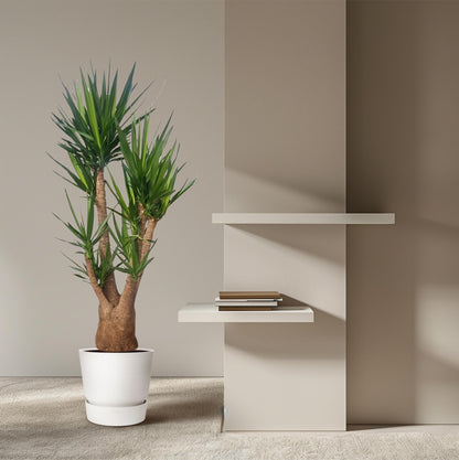 XL Kamerplant - Yucca Elephantipes vertakt - Pot Ø 55cm Hoogte ↕ 190cm