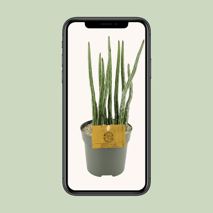 Kamerplant - Senecio Stapeliaeformis - Pot Ø 10,5cm Hoogte ↕ 15cm