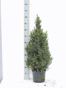 Buitenplant - Picea Glauca Conica - Pot Ø 24cm Hoogte ↕ 100-110cm